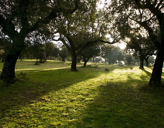 16.1-dehesa