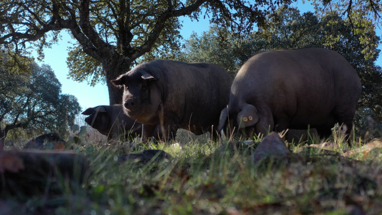 Cerdo Ibérico • Dehesa Almariego - Productos Ibéricos ...